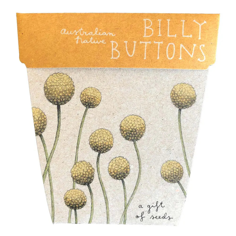 Billy Buttons Gift Of Seeds Brighten someone’s life with bubbly, bouncy billy buttons, an easily grown Australian native flower ball that looks great in the garden and will continue to please as a dried flower. 