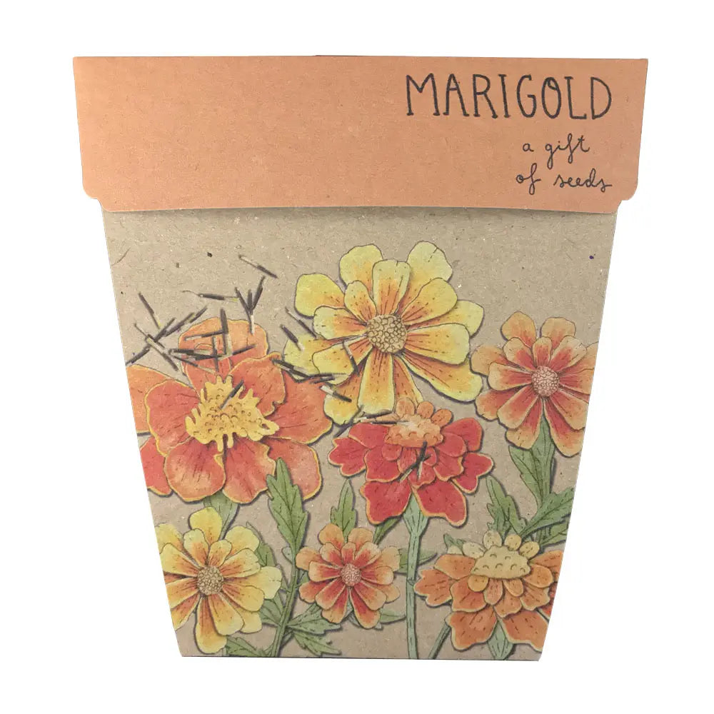 
                  
                    Marigolds Gift Of Seeds A Gift of Marigold Seeds! Marigolds are ever-popular and extremely easy to grow so this gift will serve as a lasting reminder of your generosity.  Sow in spring and summer in a sunny position, approximately 6mm deep. These flowers self seed beautifully without becoming weedy.
                  
                
